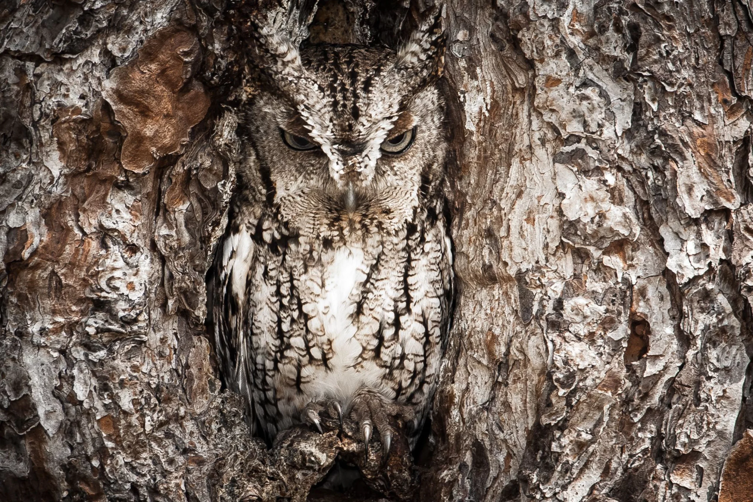 These Animals Have Mastered The Art Of Nature&#8217;s Camouflage