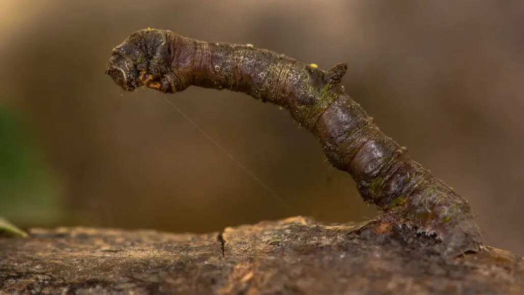 These Animals Have Mastered The Art Of Nature&#8217;s Camouflage