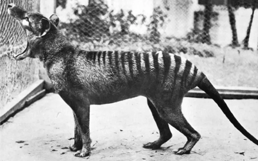 Facts About the Tasmanian Tiger &#038; The News That’s Changing Everything