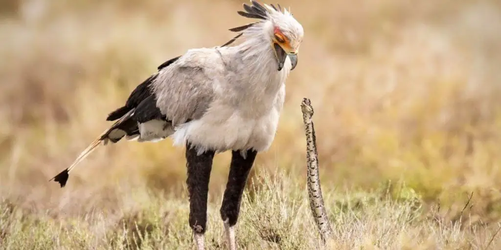 The Most Extreme Birds On The Planet