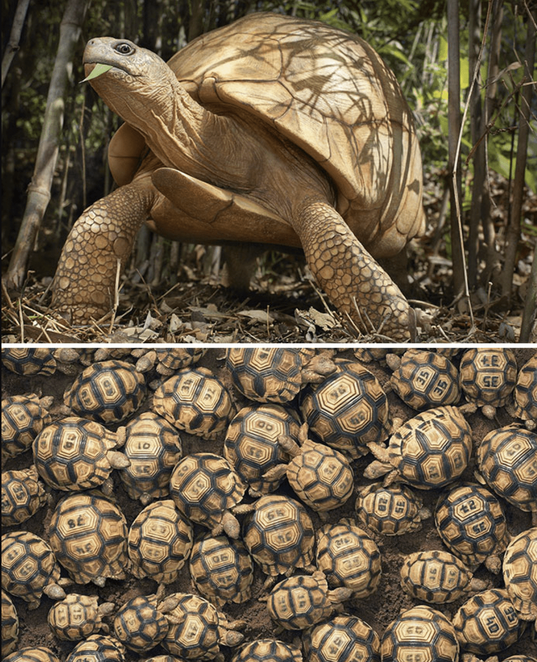 Rare Wildlife Photographs of Threatened Species