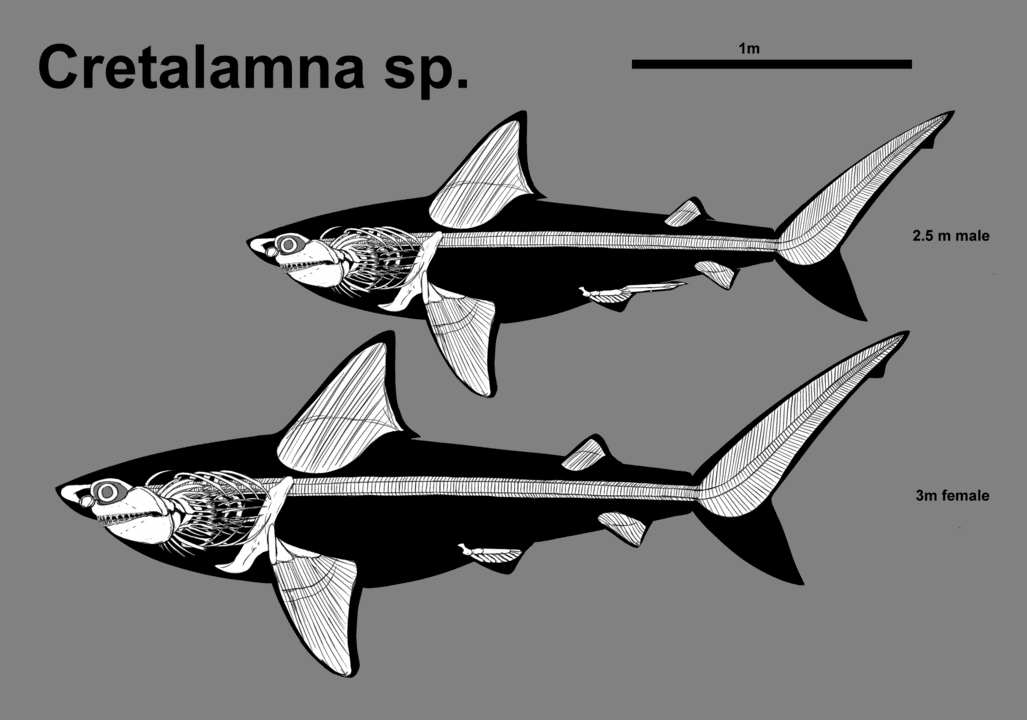 A List of Ancient Sharks from Small to Scary