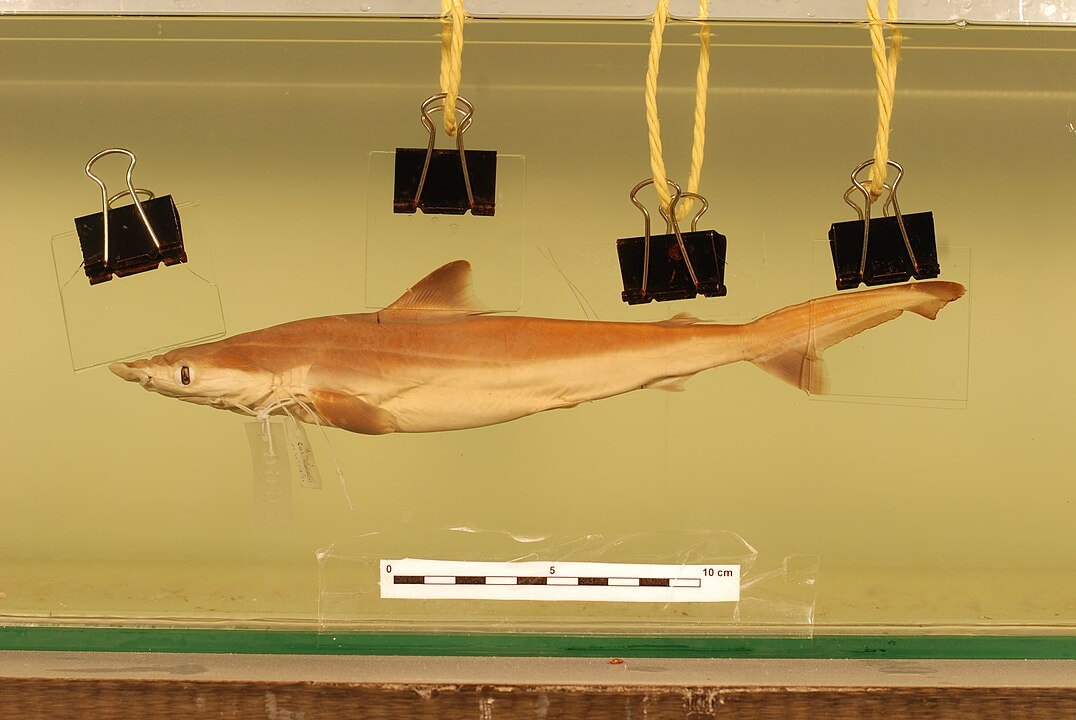 A List of Ancient Sharks from Small to Scary