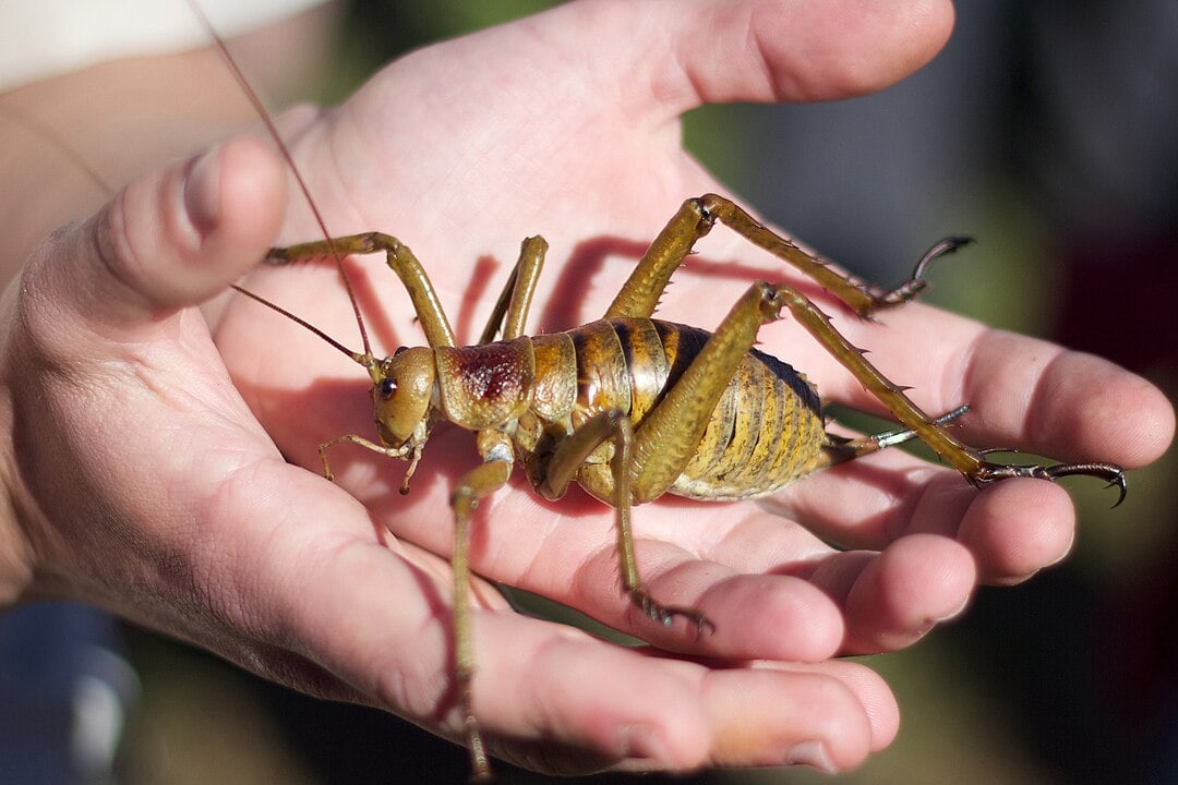 The World&#8217;s Creepiest Insects That Will Make Anybody&#8217;s Skin Crawl