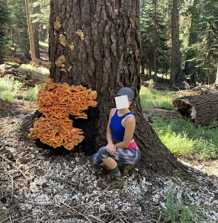 These People Found Mushrooms So Incredible, They Had to Take It to the Internet