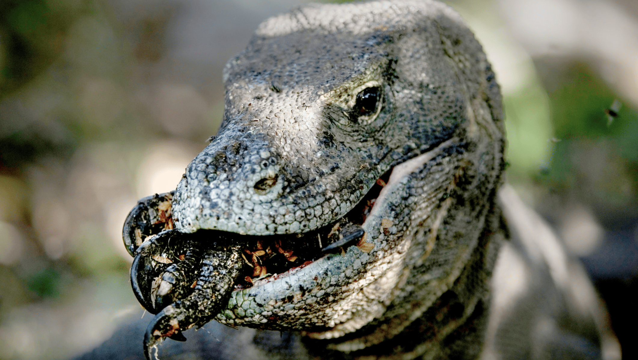 The Most Extreme Animal Babies In Nature