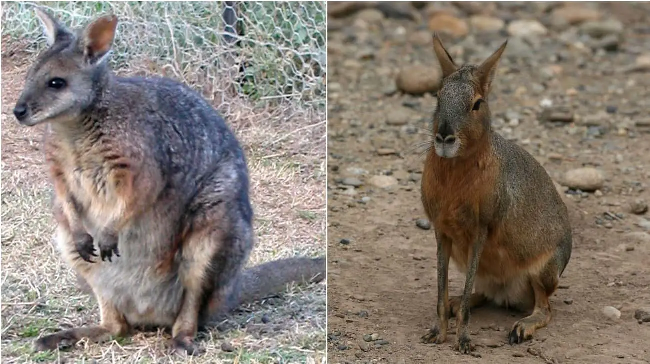 These Animal Species Don&#8217;t Live Near Each Other But Are Eerily Similar