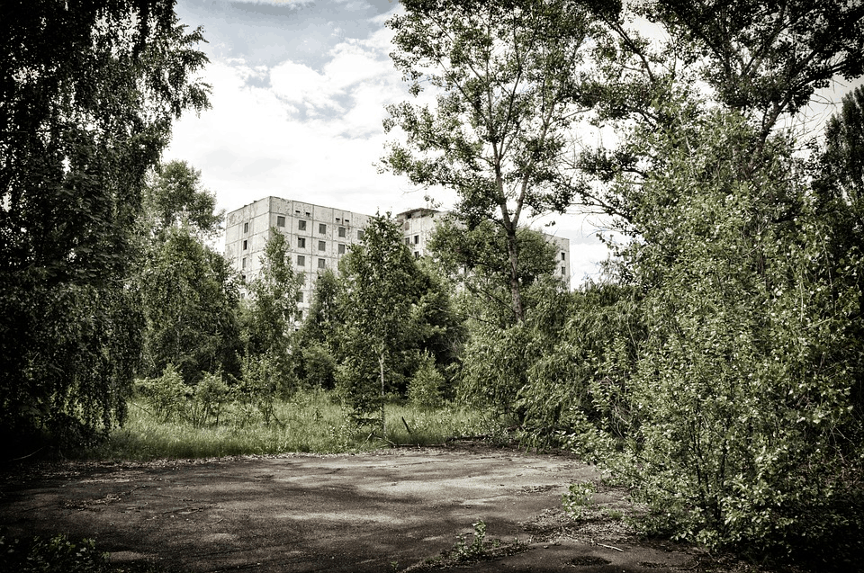 The Dog Descendants Who Survived Chernobyl Can be Adopted