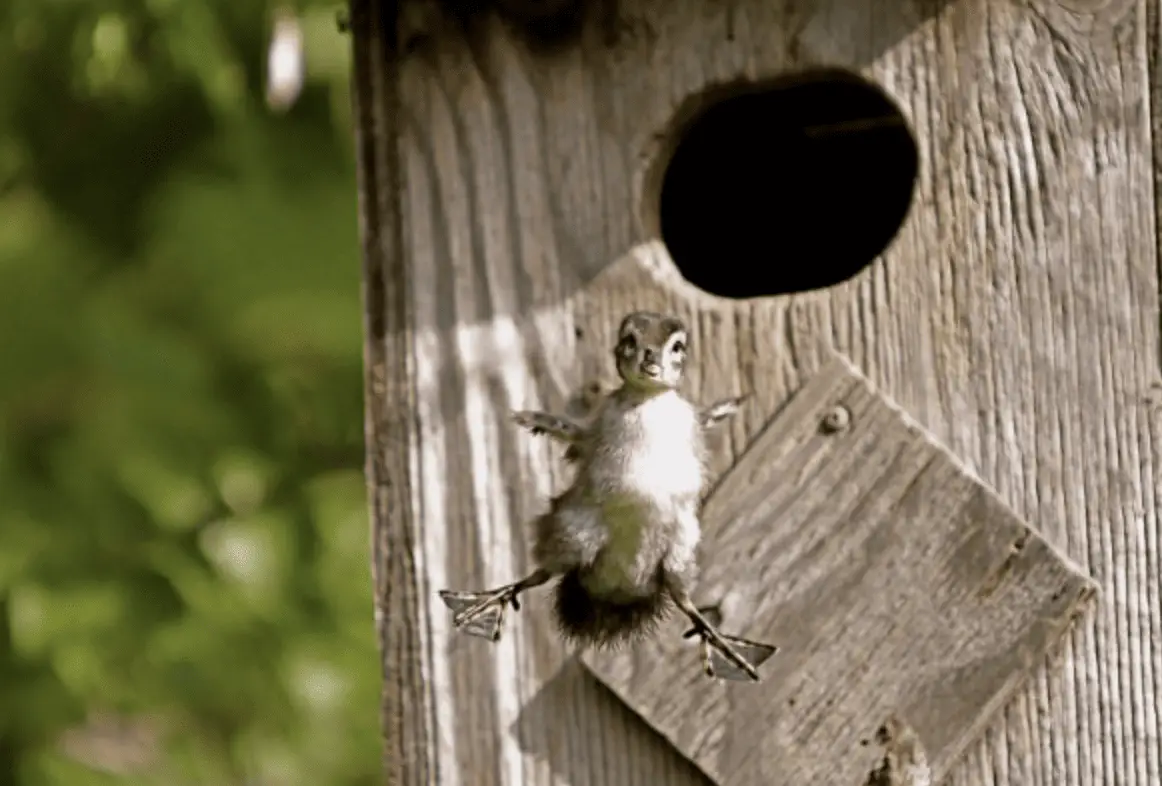 The Most Extreme Animal Babies In Nature