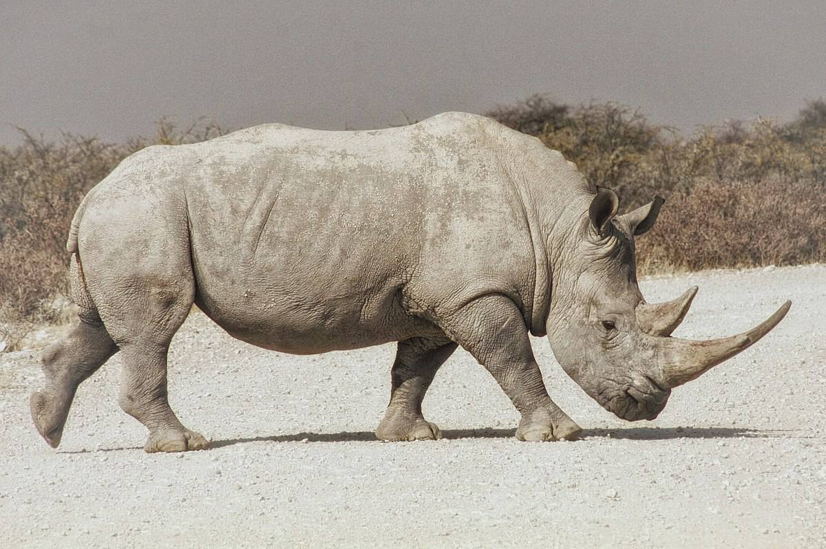 30 Animals Brought Back from the Brink of Extinction