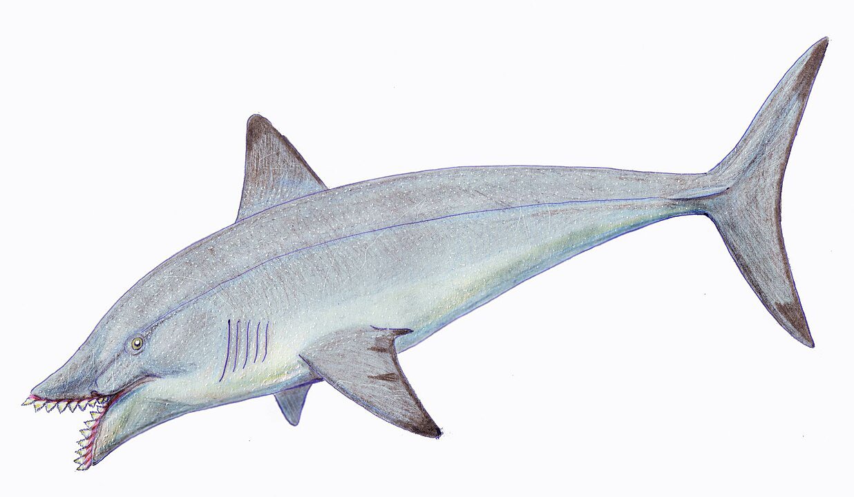 A List of Ancient Sharks from Small to Scary