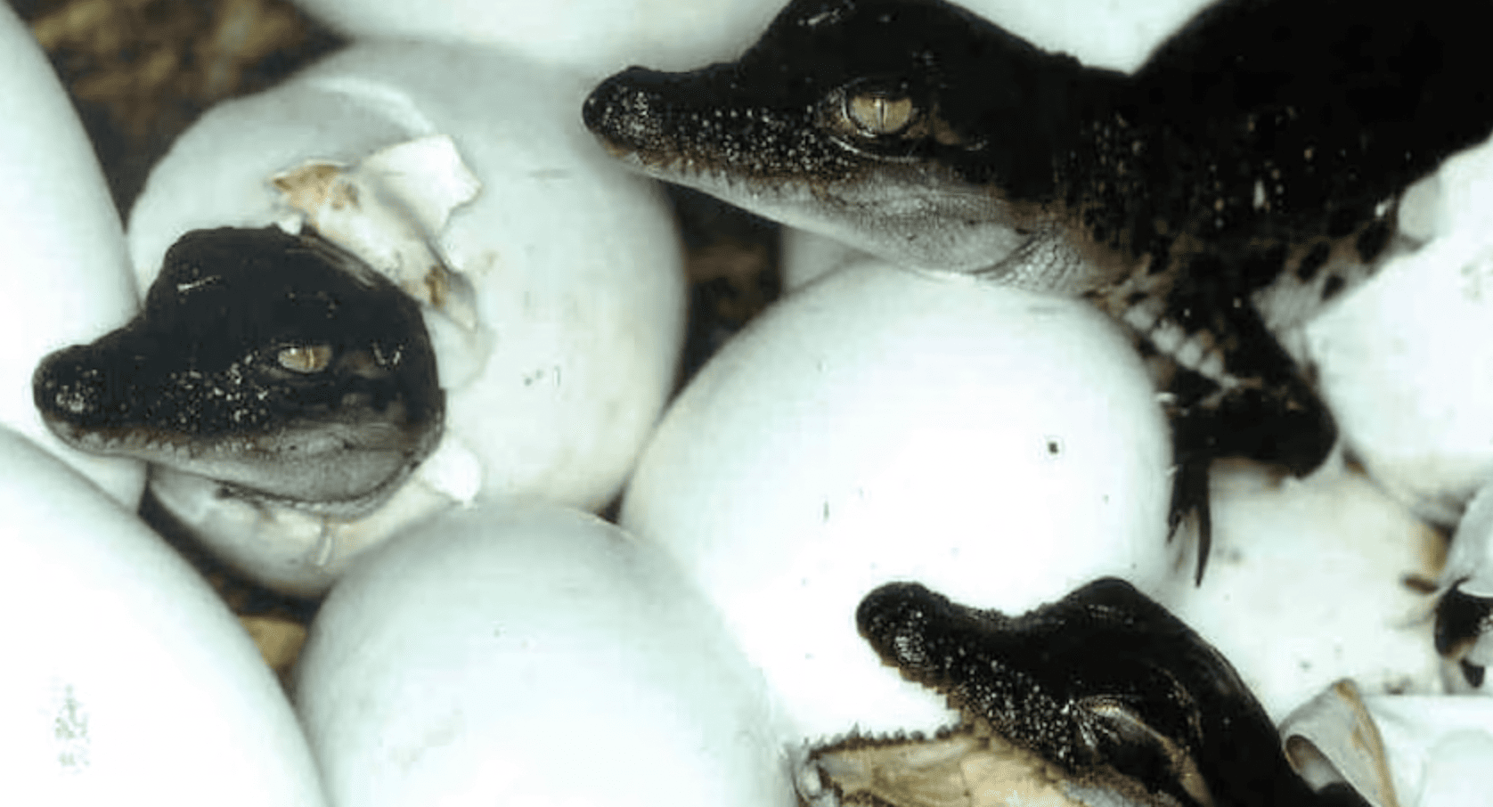 The Most Extreme Animal Babies In Nature