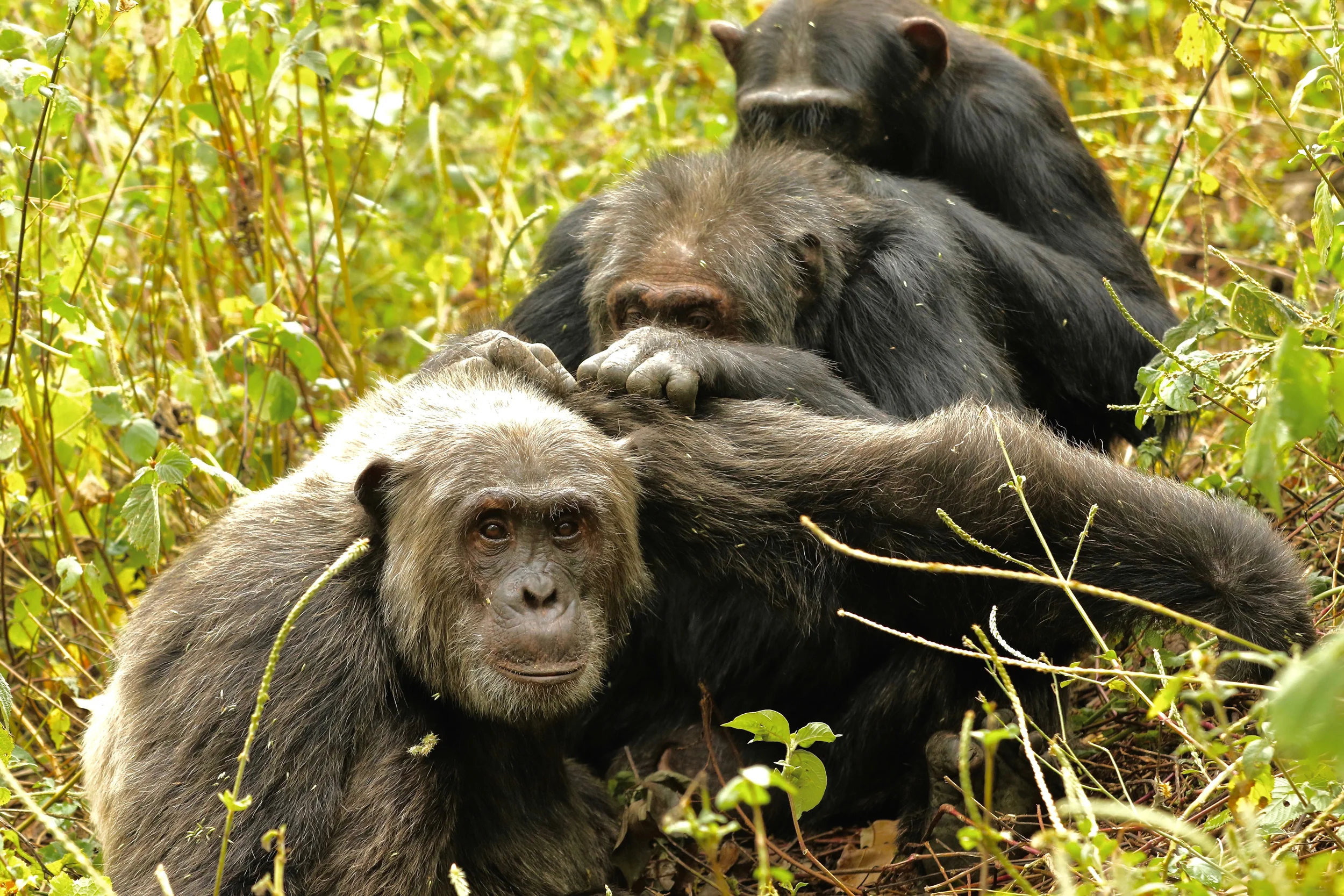 Brutal Facts About Chimpanzees