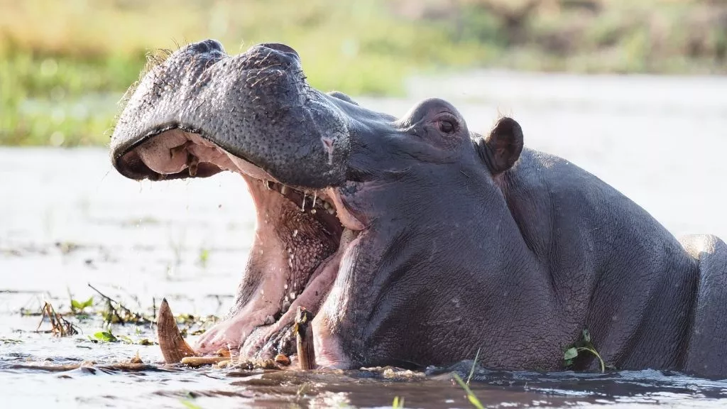 The Most Unusual Animal Courtship Rituals