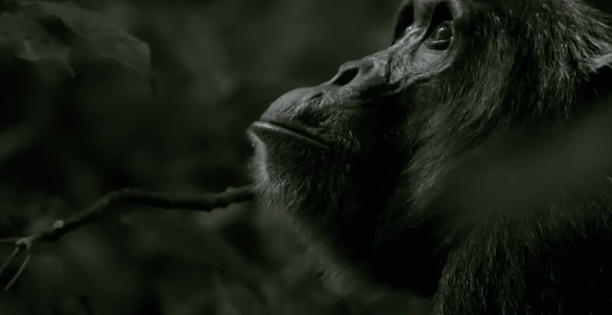 Brutal Facts About Chimpanzees