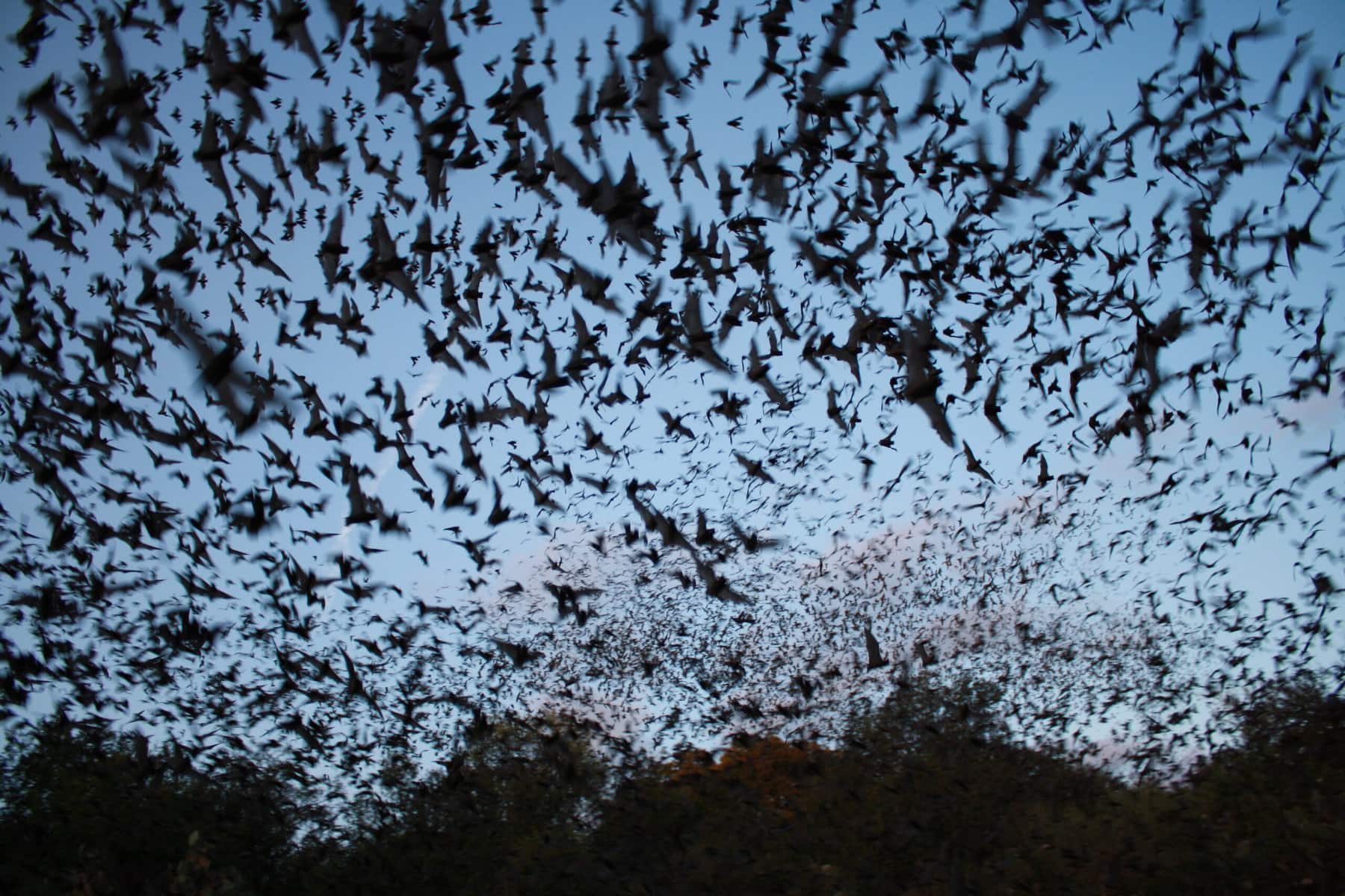 Extraordinary Animal Migration Journeys Across The World