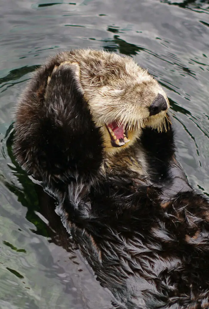 Heartwarming Otter Facts That Will Make Your Day A Little Brighter