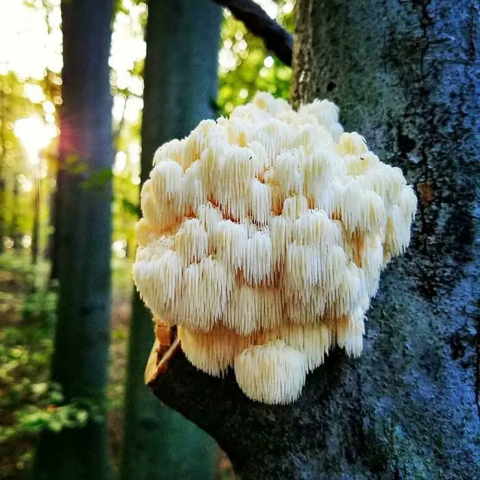 These People Found Mushrooms So Incredible, They Had to Take It to the Internet