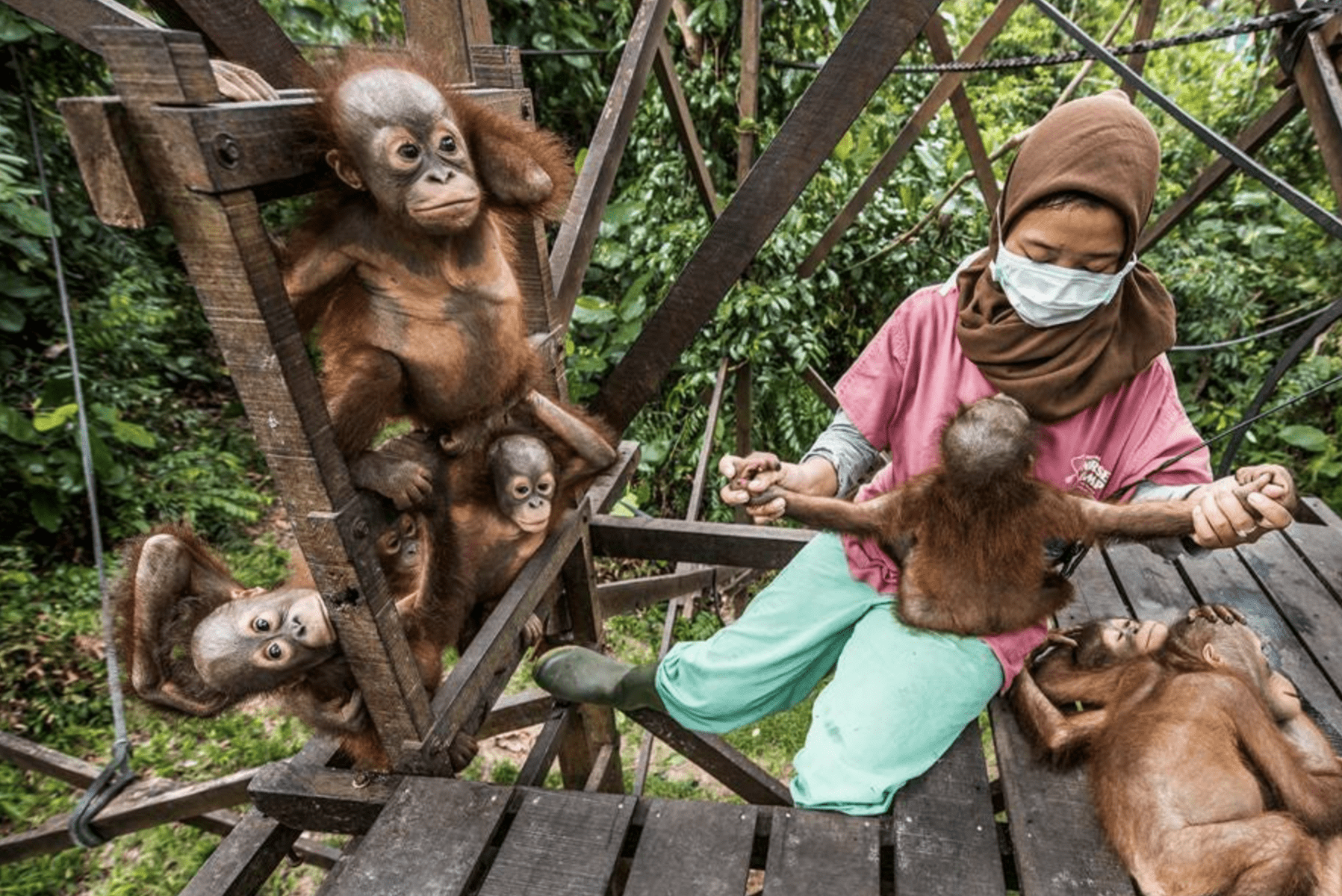 Rare Wildlife Photographs of Threatened Species