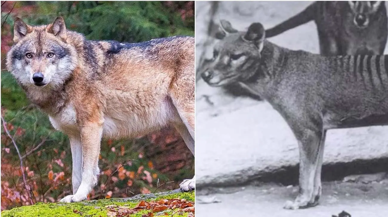 These Animal Species Don&#8217;t Live Near Each Other But Are Eerily Similar