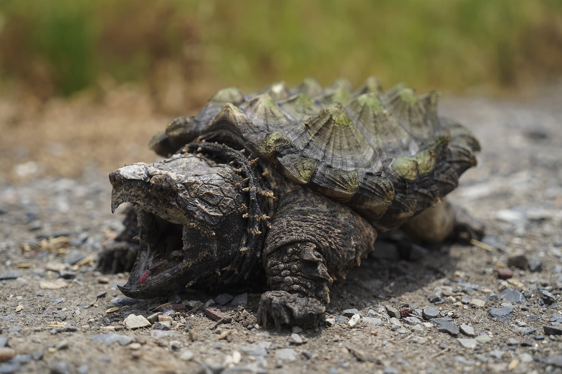 The Most Extreme Animal Babies In Nature