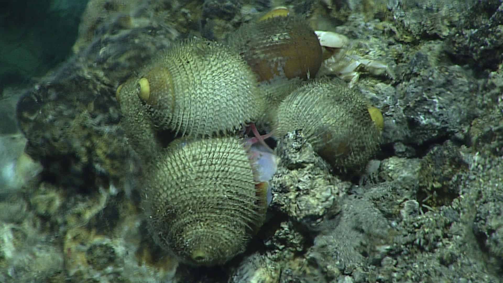 Otherwordly Sea Creatures People Rarely See