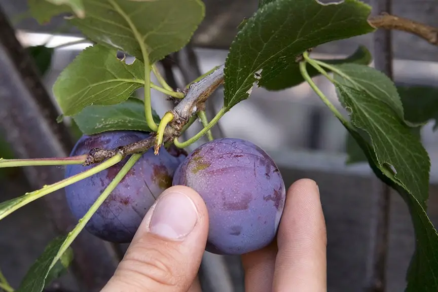 Humans Interfered With Nature And Now This Is What Fruits &#038; Vegetables Look Like