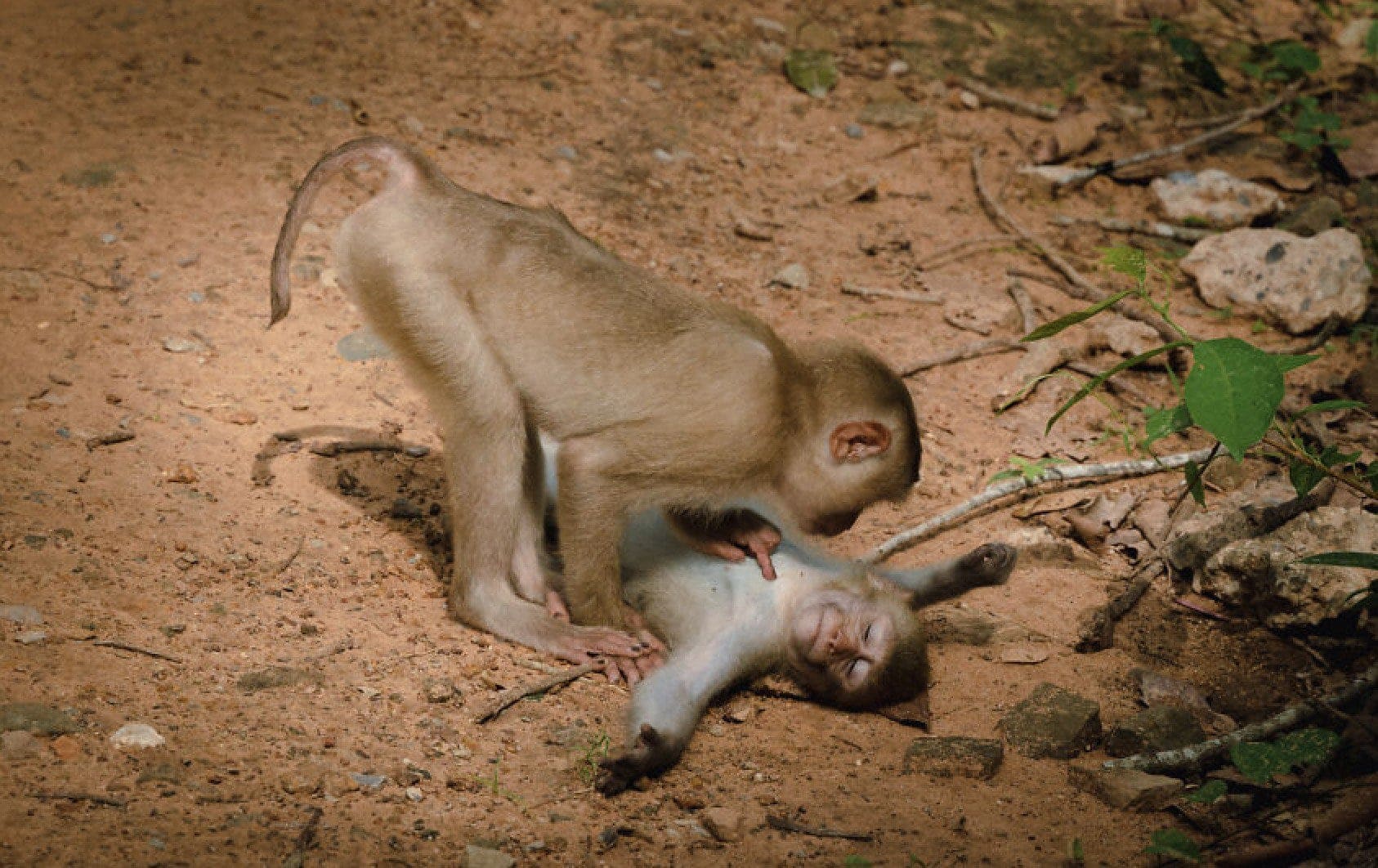 Here Are the Finalists for the Most Comedic Wildlife Photos of the Year