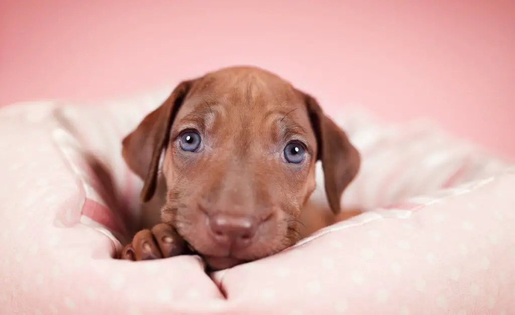 Heartwarming Photographs Show Man’s Best Friend Up Close and Personal