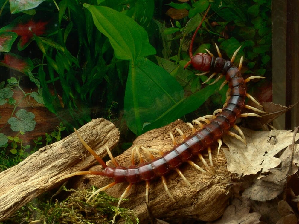 Amazing Creatures Found in the World&#8217;s Largest Rainforest