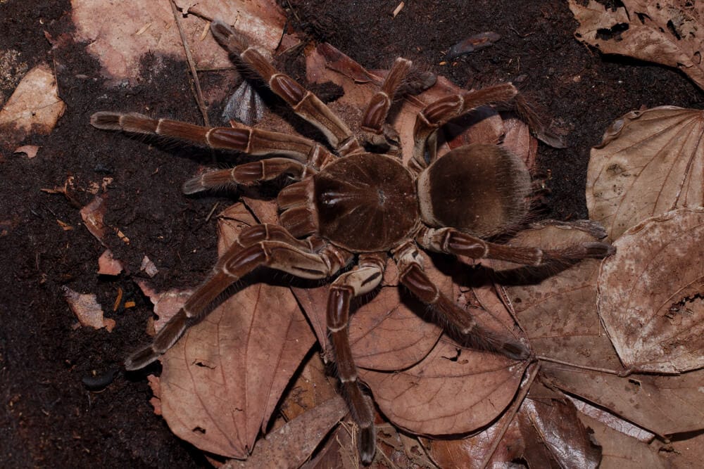 Amazing Creatures Found in the World&#8217;s Largest Rainforest