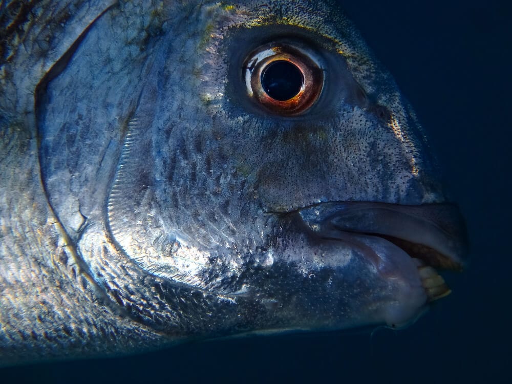 Amazing Creatures Found in the World&#8217;s Largest Rainforest