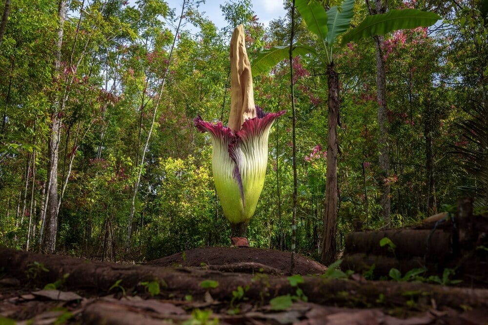 Amazing Creatures Found in the World&#8217;s Largest Rainforest