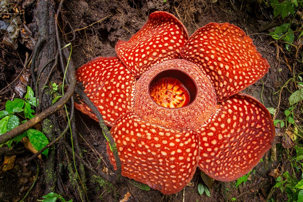 Amazing Creatures Found in the World&#8217;s Largest Rainforest