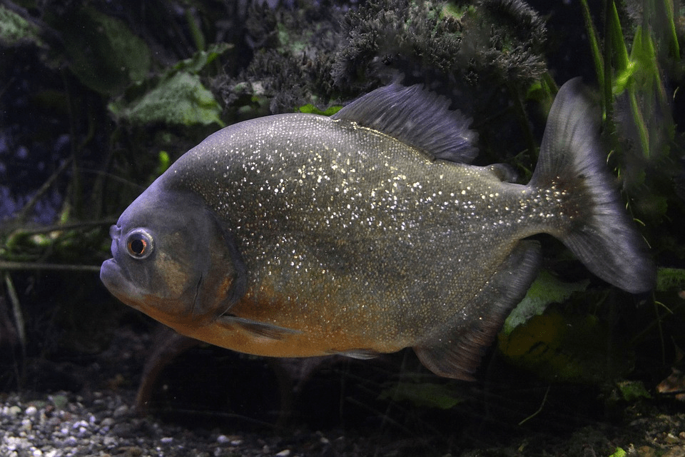 Amazing Creatures Found in the World&#8217;s Largest Rainforest