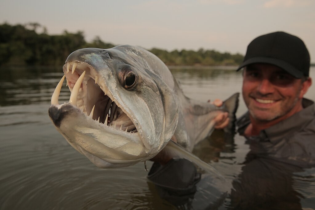 Amazing Creatures Found in the World&#8217;s Largest Rainforest