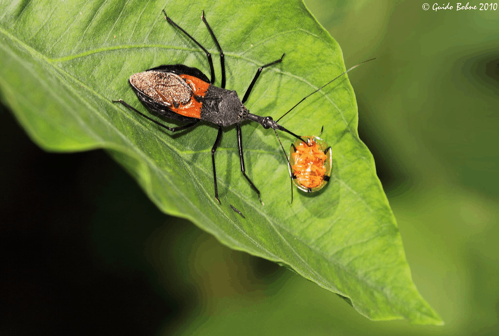 Amazing Creatures Found in the World&#8217;s Largest Rainforest