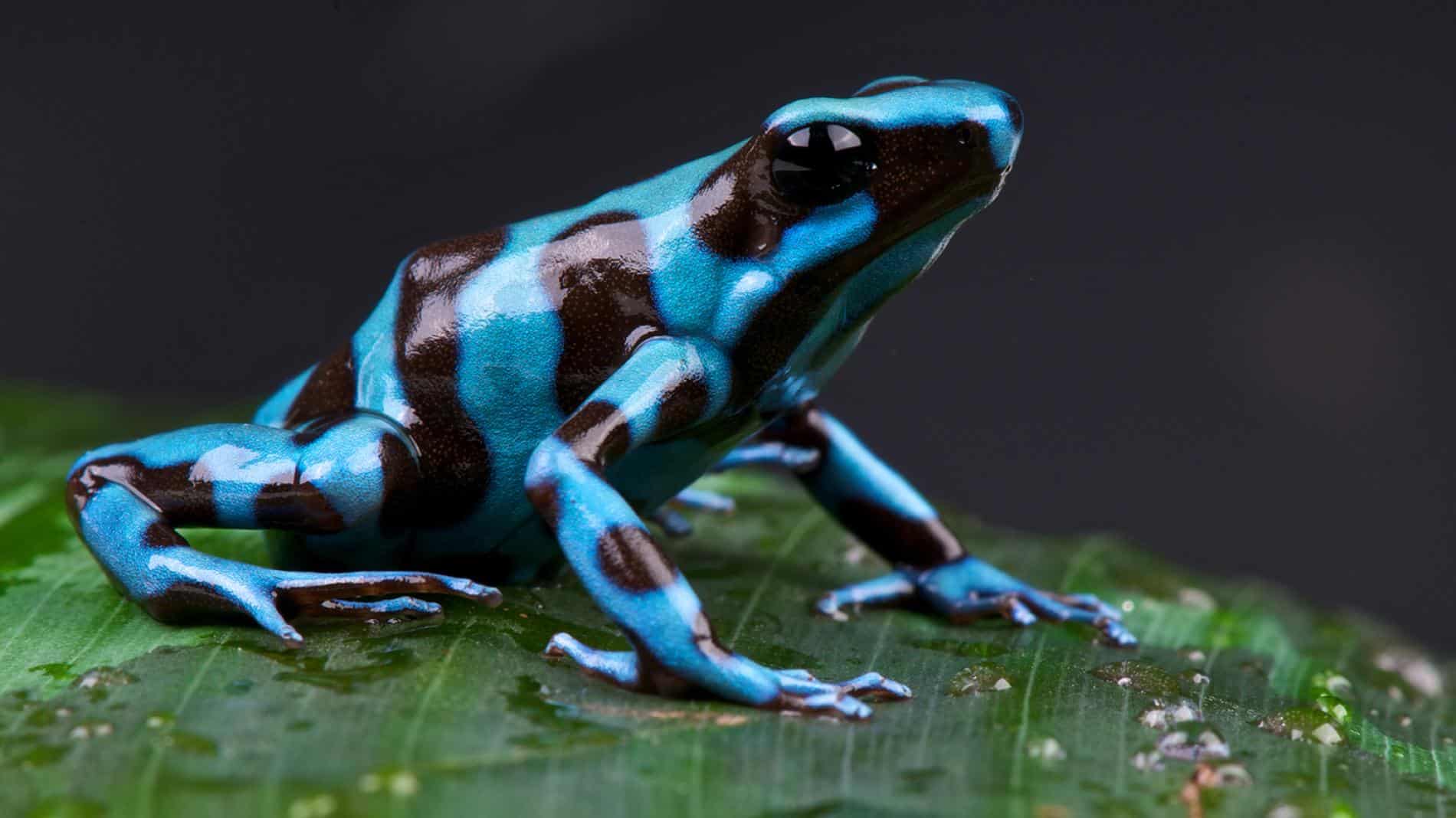 Amazing Creatures Found in the World&#8217;s Largest Rainforest