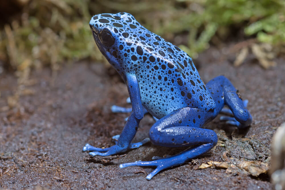 Amazing Creatures Found in the World&#8217;s Largest Rainforest