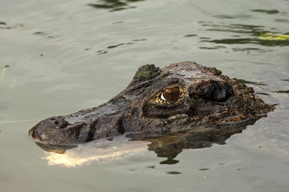 Amazing Creatures Found in the World&#8217;s Largest Rainforest