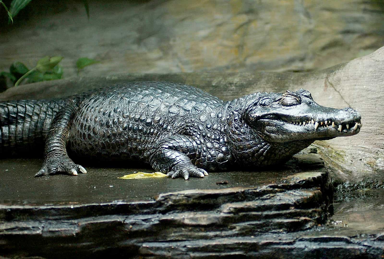 Amazing Creatures Found in the World&#8217;s Largest Rainforest