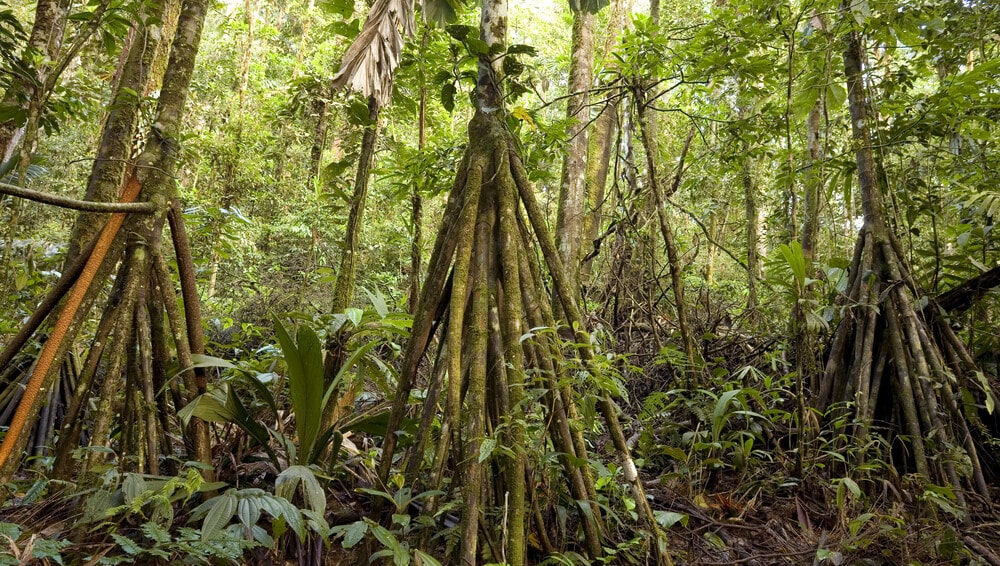 Amazing Creatures Found in the World&#8217;s Largest Rainforest