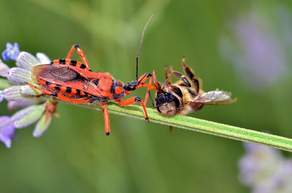 Amazing Creatures Found in the World&#8217;s Largest Rainforest