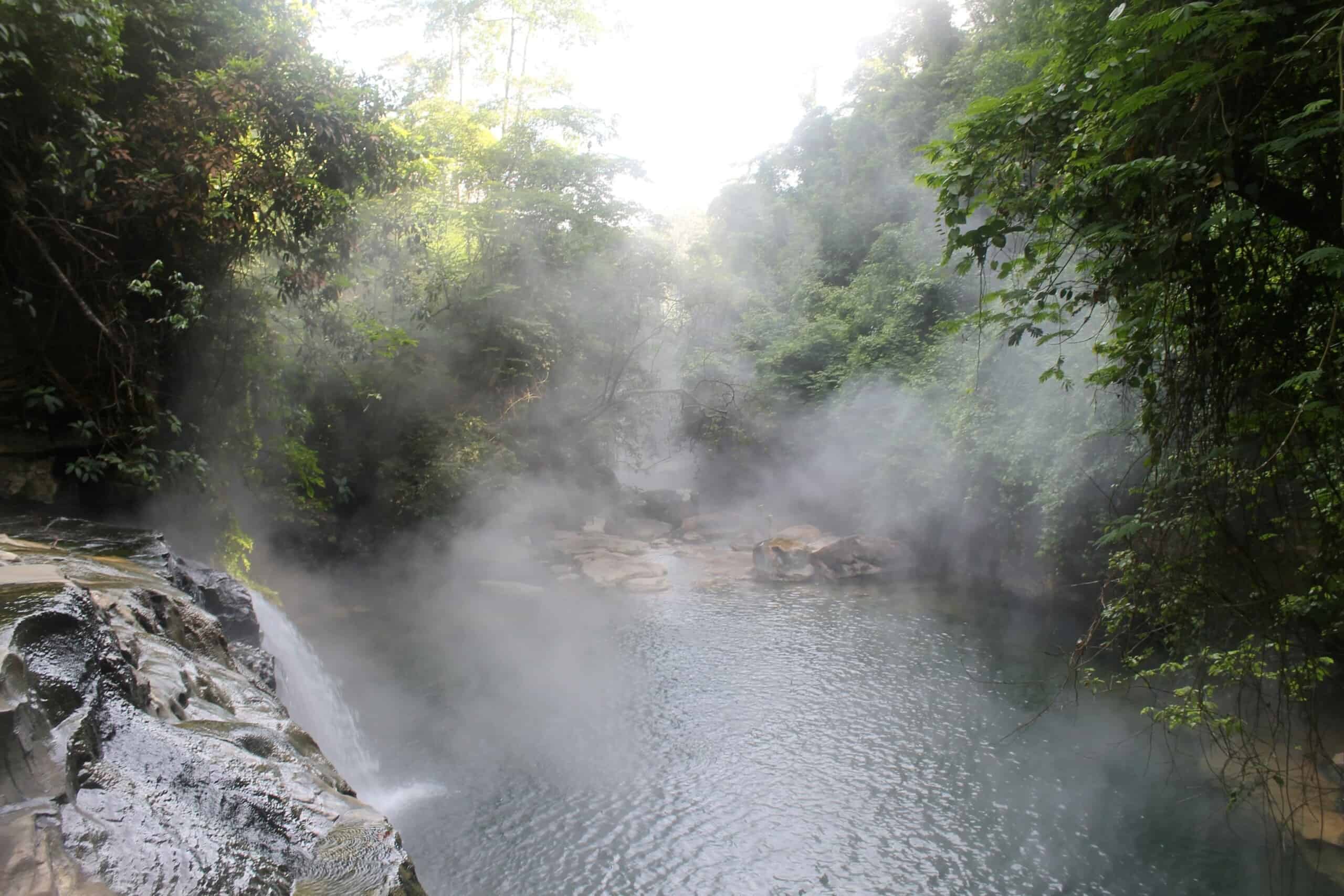 Amazing Creatures Found in the World&#8217;s Largest Rainforest