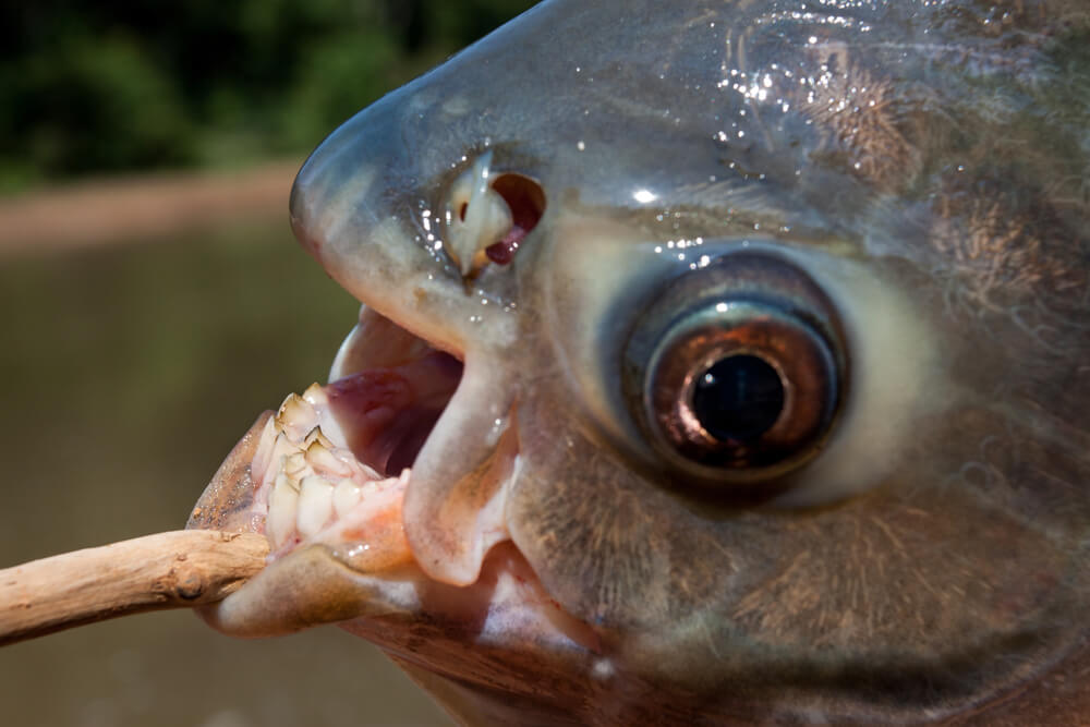 Amazing Creatures Found in the World&#8217;s Largest Rainforest