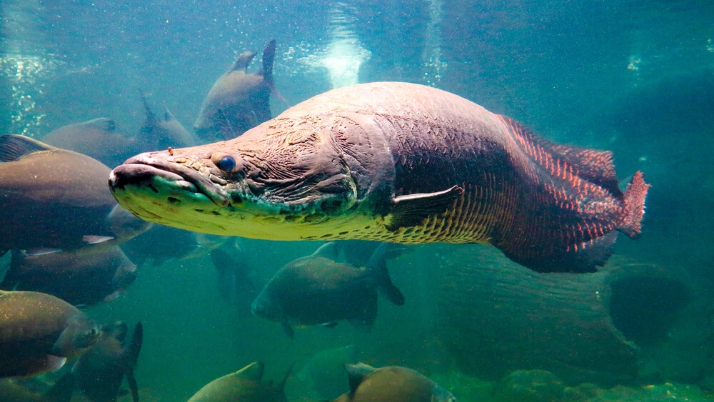 Amazing Creatures Found in the World&#8217;s Largest Rainforest