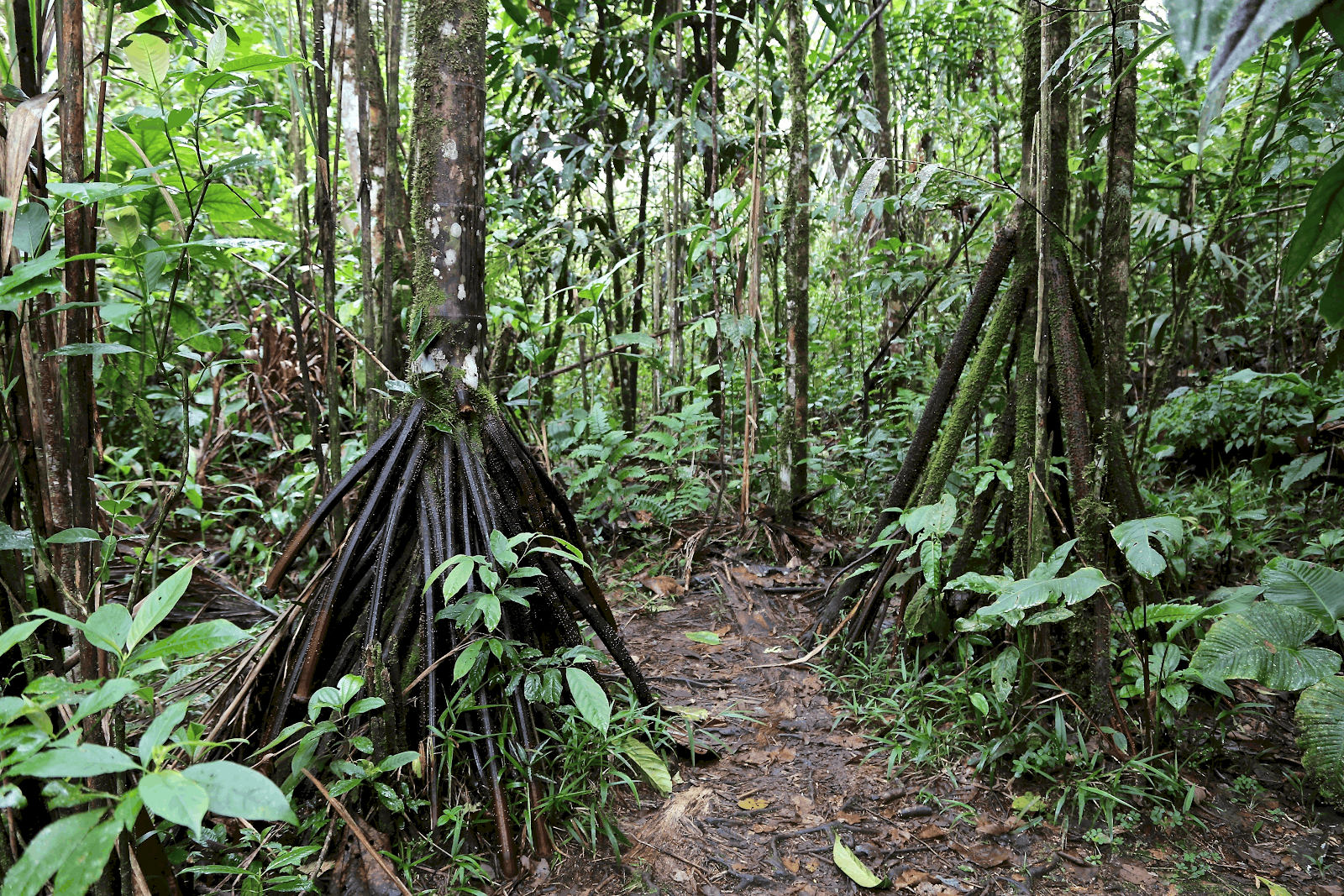 Amazing Creatures Found in the World&#8217;s Largest Rainforest