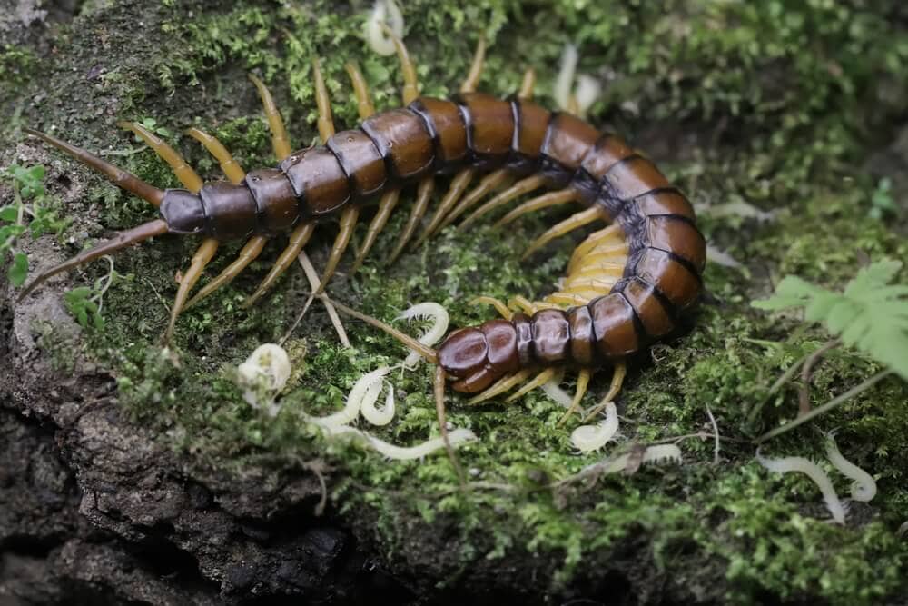 Amazing Creatures Found in the World&#8217;s Largest Rainforest