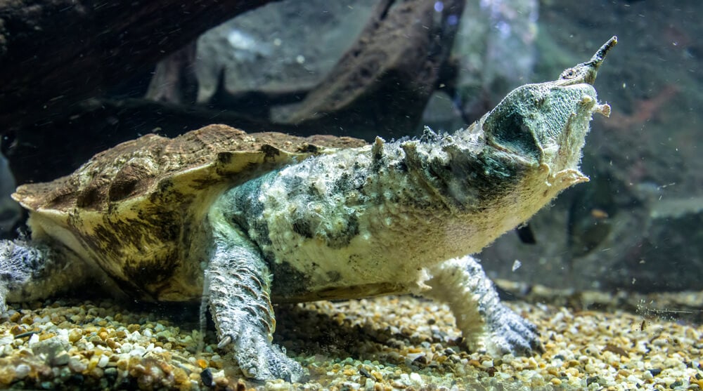 Amazing Creatures Found in the World&#8217;s Largest Rainforest