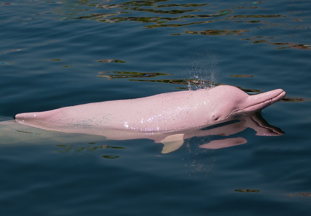 Amazing Creatures Found in the World&#8217;s Largest Rainforest